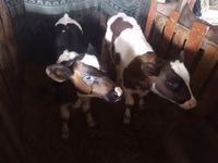 सांड, Simmental cattle — फ़ोटो 1