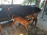 Cow, Cattle — photo 2