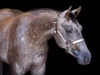 Kobyła, Quarter Horse — zdjęcie 3