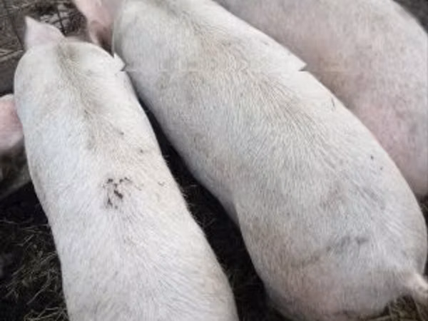 Sow, Pigs
