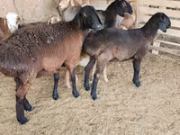 Oveja, Arashan sheep — foto 1