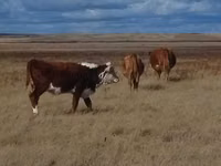 गाय, Latvian Blue cattle — फ़ोटो 6