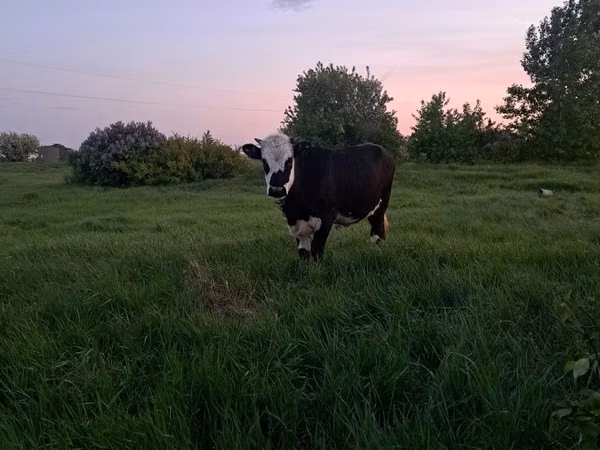 Krava, Kazachská bílá hlava kráva — Kazachstán