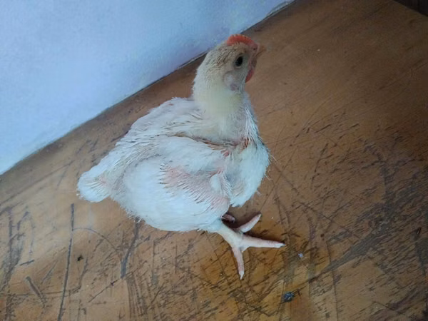 Chickens — Азербайджан