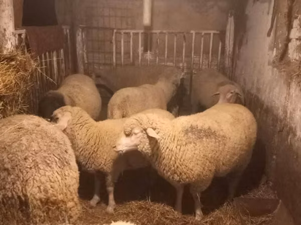 Sheep, Sheep