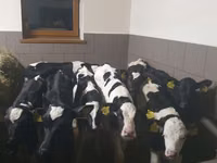 ثور, Russian Black pied cattle — الصورة 2