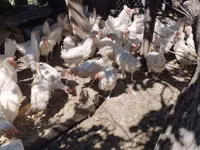 Chickens — عکس 1