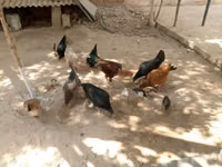 Chickens — photo 2
