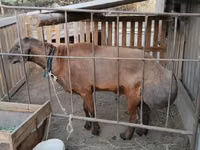 Widder, Hissar sheep — Foto 1
