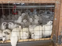 Quails — photo 4