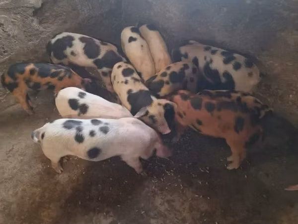 Boar, Pigs — Armenia