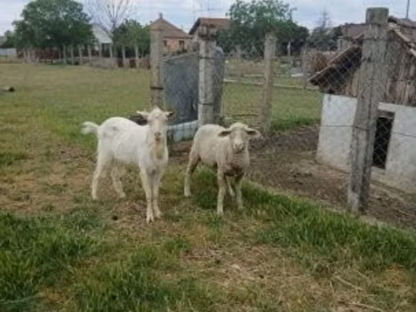 公羊, Merino sheep