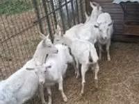 ছাগী, Saanen goat — ছবি 1