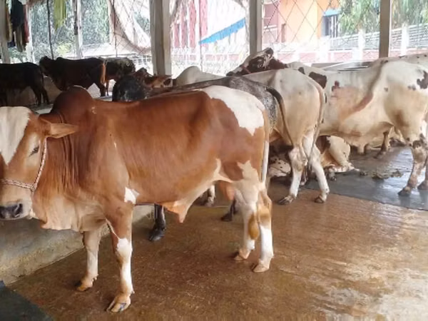 Bull, Cattle — Bangladesh