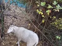 Kambing jantan, Sheep — foto 5