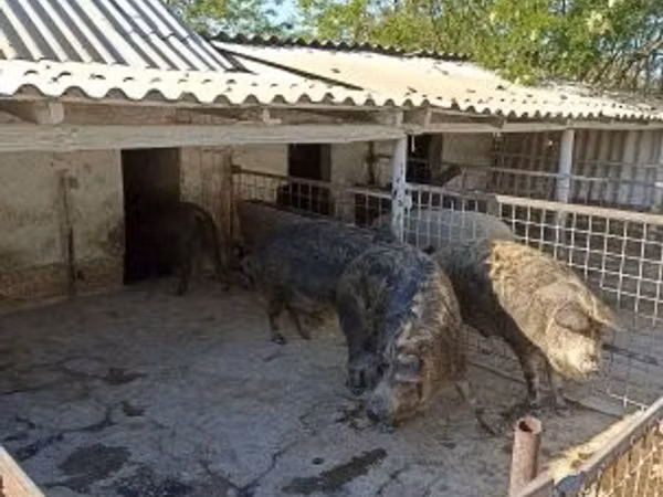 Хукҳо (партия, ҷинс муайян нашудааст),  — Маҷористон