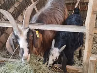 Capra, Alpine goat — foto 1