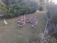 Geese — عکس 2