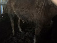 Mare, Horse breed — photo 1