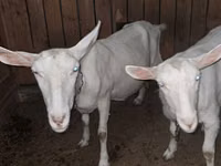 ፍየል, Saanen goat — ፎቶ 4