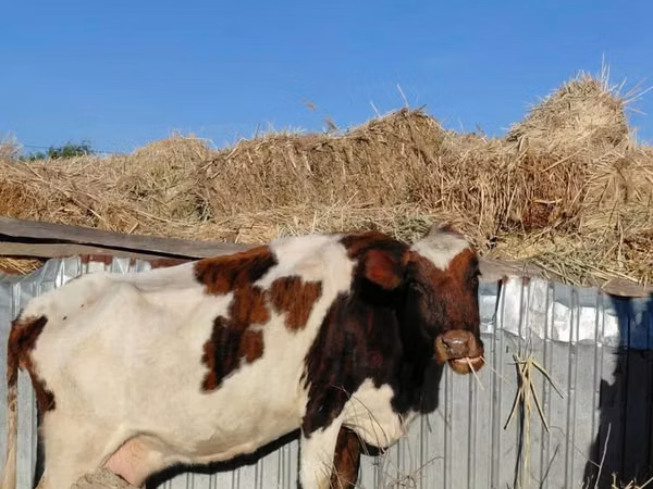 Krowa, Latvian Blue cattle