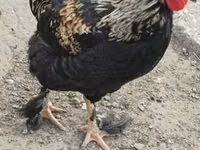 Chickens — عکس 6