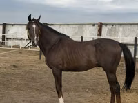 حصان, Arabian horse — الصورة 4
