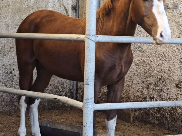 Horse (M), Horses — Kazakhstan