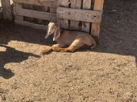 Goat, Nubian Goat — photo 6