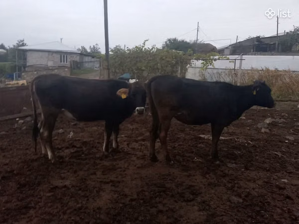 Cow, Cattle — Armenia