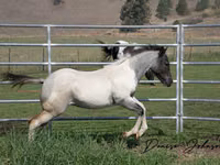 Horse (M), National Show Horse — photo 3