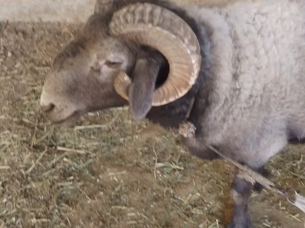 Montone, Pecore — Uzbekistan