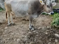 Krava, Skot — foto 1