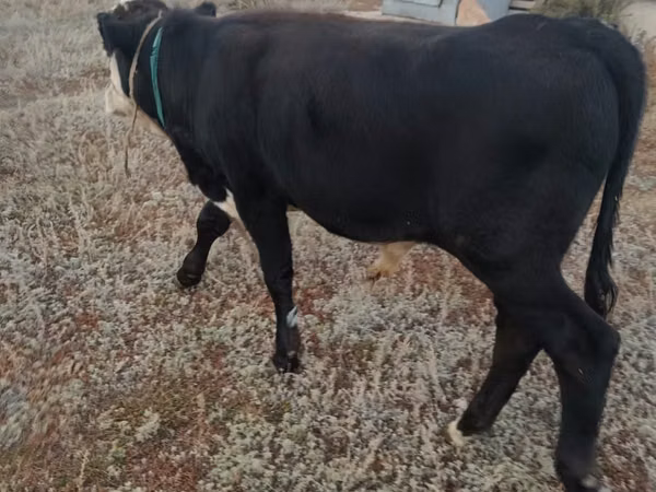 Bull, Kazakh White-headed cow — Kazakhstan