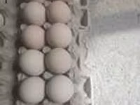 Chickens — تصویر 4