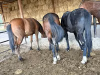 雄馬, Horse breed — 写真 1