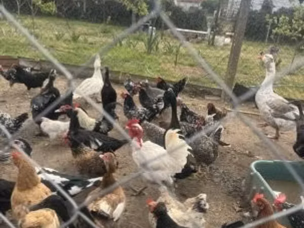 Chickens — হাঙ্গেরি