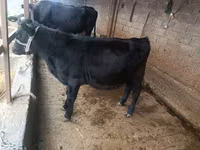 Cow, Holstein breed — photo 2
