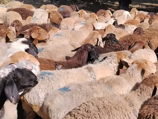Sheep, Beulah Speckled face sheep — Kyrgyzstan