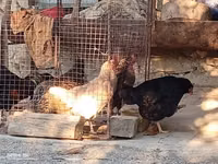 Chickens — รูปภาพ 3