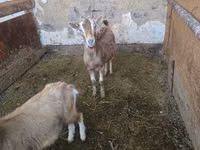 Goat, Alpine goat — photo 1