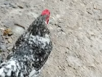 Chickens — photo 2