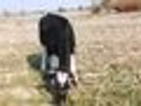 بقرة, Russian Black pied cattle — الصورة 6