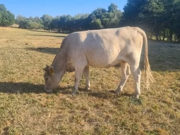 Cow, Simmental cattle — Hungary