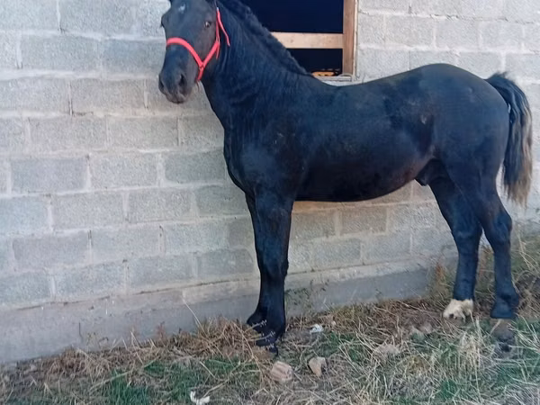 Aygır, Orlov Trotter