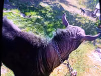 Kambing jantan, Murcia-Granada goats — foto 4