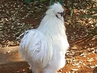 Silkie — foto 6