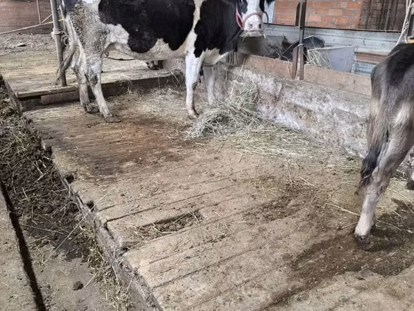 गाय, Latvian Blue cattle — कज़ाखस्तान