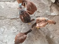 Chickens — photo 4