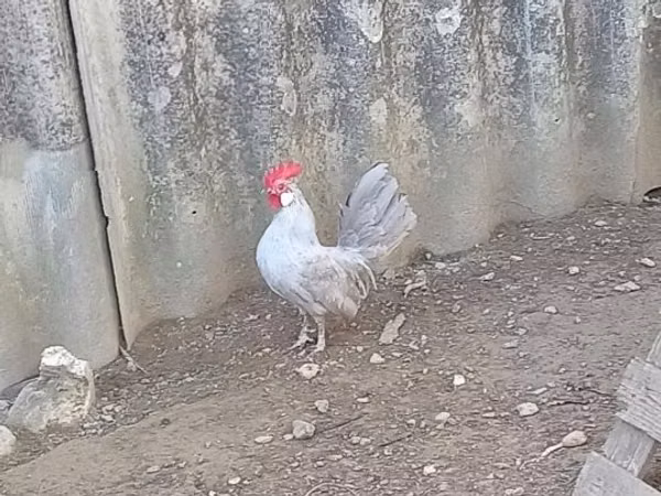 Chickens